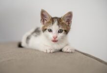 Как воспитывать котенка?