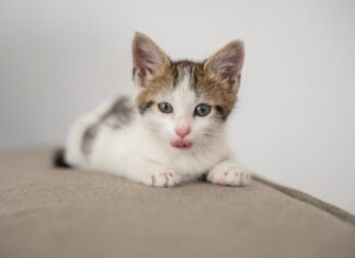 Как воспитывать котенка?