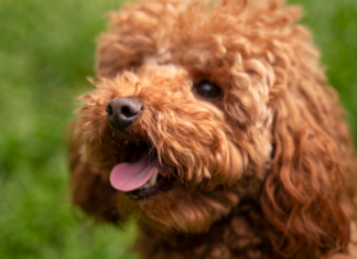 Той пудель или мальтипу — кого выбрать?