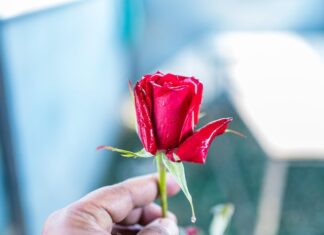 Символизм одной красной розы