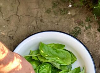 Рецепты из конского щавеля