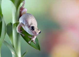 Лягушки во сне беременной женщины